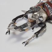 armored beetle